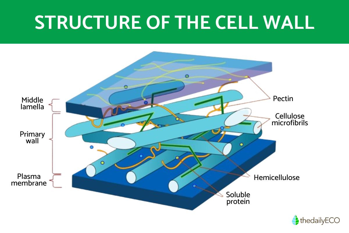 A Look Inside the Cell Wall - What It Is, Function and Structure