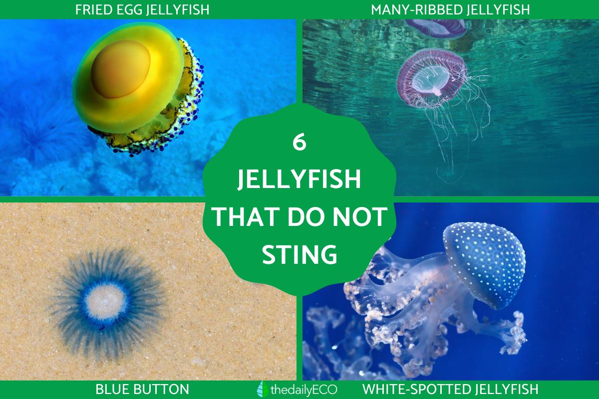 6 Types of Non Stinging Jellyfish Jellyfish That Don #39 t Sting With Photos