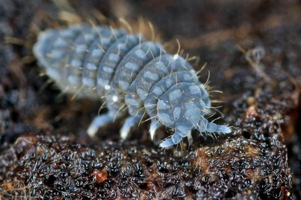 Mesofauna Definition and Examples - Springtails