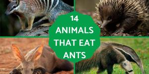 What Animals Eat Ants?