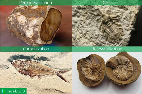 recrystallization fossil