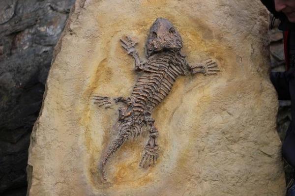 Types of Fossil Preservation or Fossilization