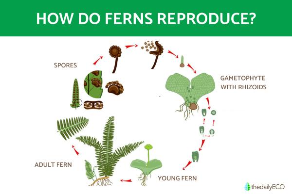 How Do Ferns Reproduce?