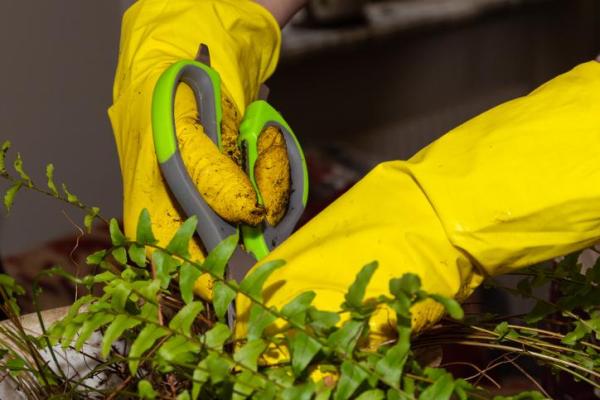 How Do Ferns Reproduce? - How to propagate ferns by cuttings