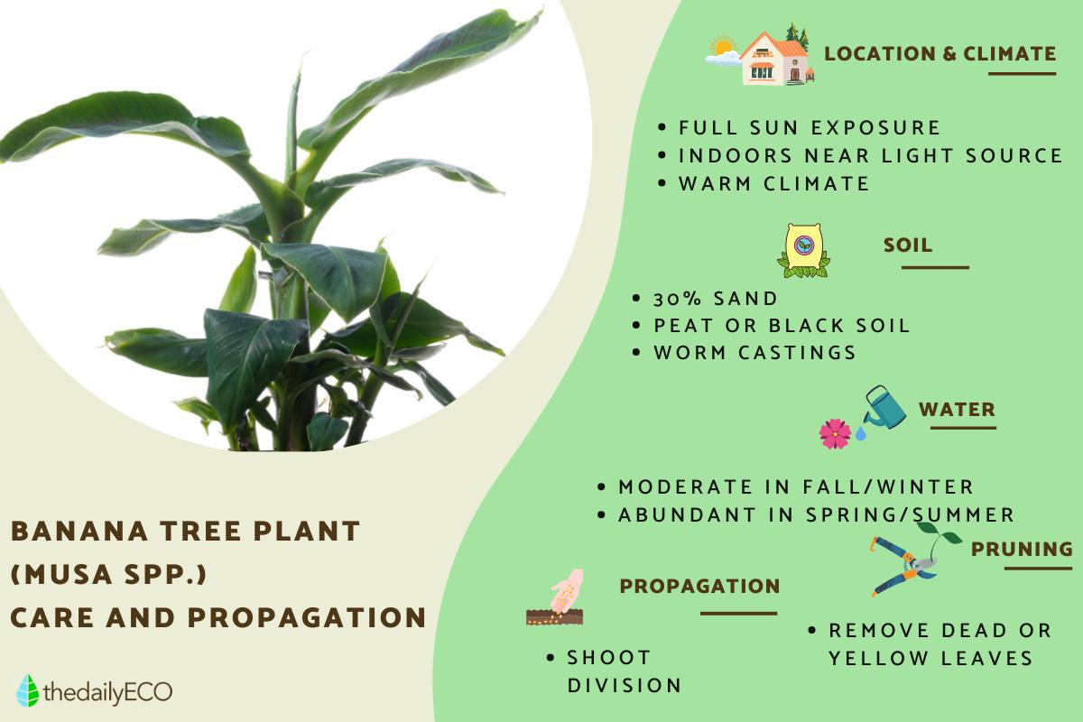 Indoor Banana Tree Plant Care and Propagation