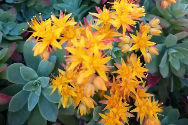 Sedum Palmeri or Palmer’s Sedum Care Guide - Characteristics of Sedum palmeri