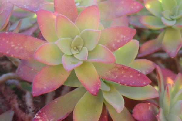 Sedum Palmeri or Palmer’s Sedum Care Guide - Pruning Sedum palmeri