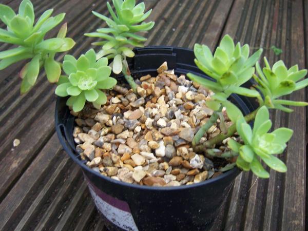 Sedum Palmeri or Palmer’s Sedum Care Guide - Sedum palmeri soil and fertilizer