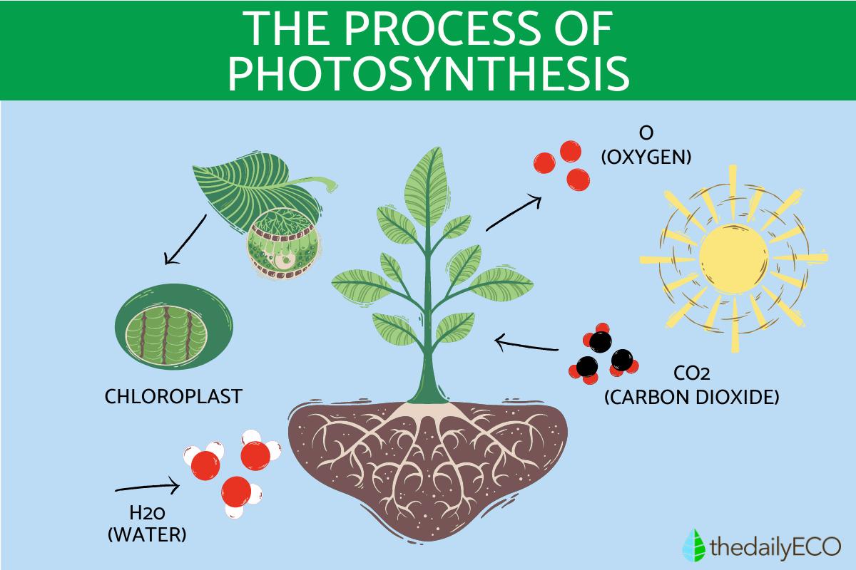 Photosynthesis Chemical Formula Diagram And Phases