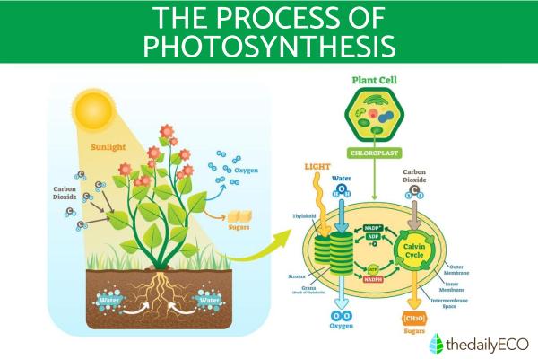 How Does Photosynthesis Work? - Phases of photosynthesis