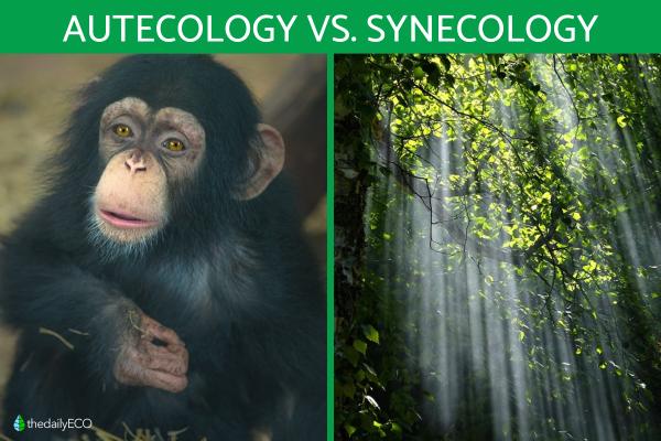 Difference Between Autecology and Synecology