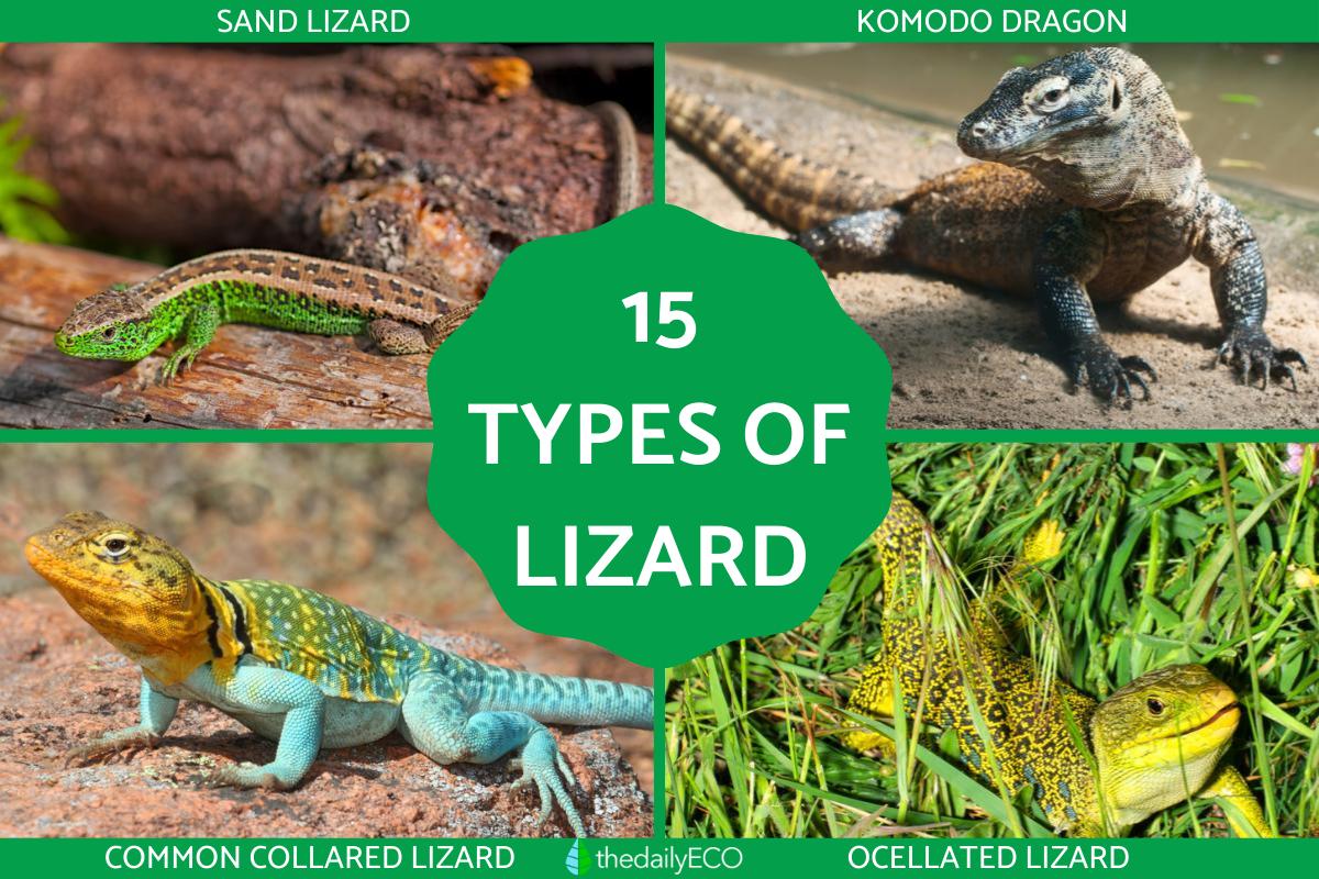 15 Different Types Of Lizards Species Of Lizard With Photos 15 Different Types Of Lizards Species Of Lizard With Photos