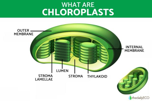 What Is A Chloroplast And Its Function Definition And Structure