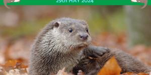 World Otter Day - When Is It and Why Celebrate?