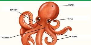 Octopus Anatomy - Body Parts of an Octopus