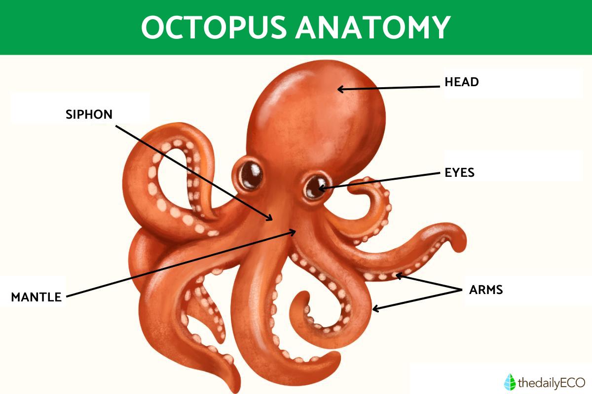 Octopus External Anatomy Octopus External Anatomy