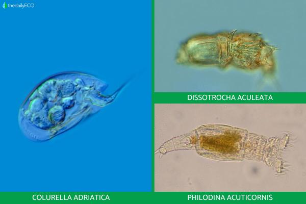 What Is a Rotifer? - Types and Examples - How do rotifers reproduce?