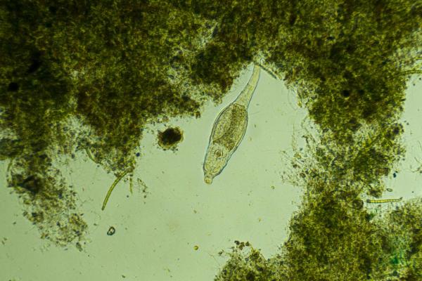 What Is a Rotifer? - Types and Examples - What are rotifers?