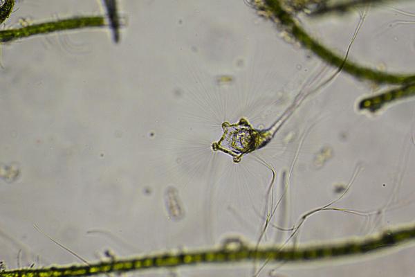 What Is a Rotifer? - Types and Examples - What do rotifers eat?