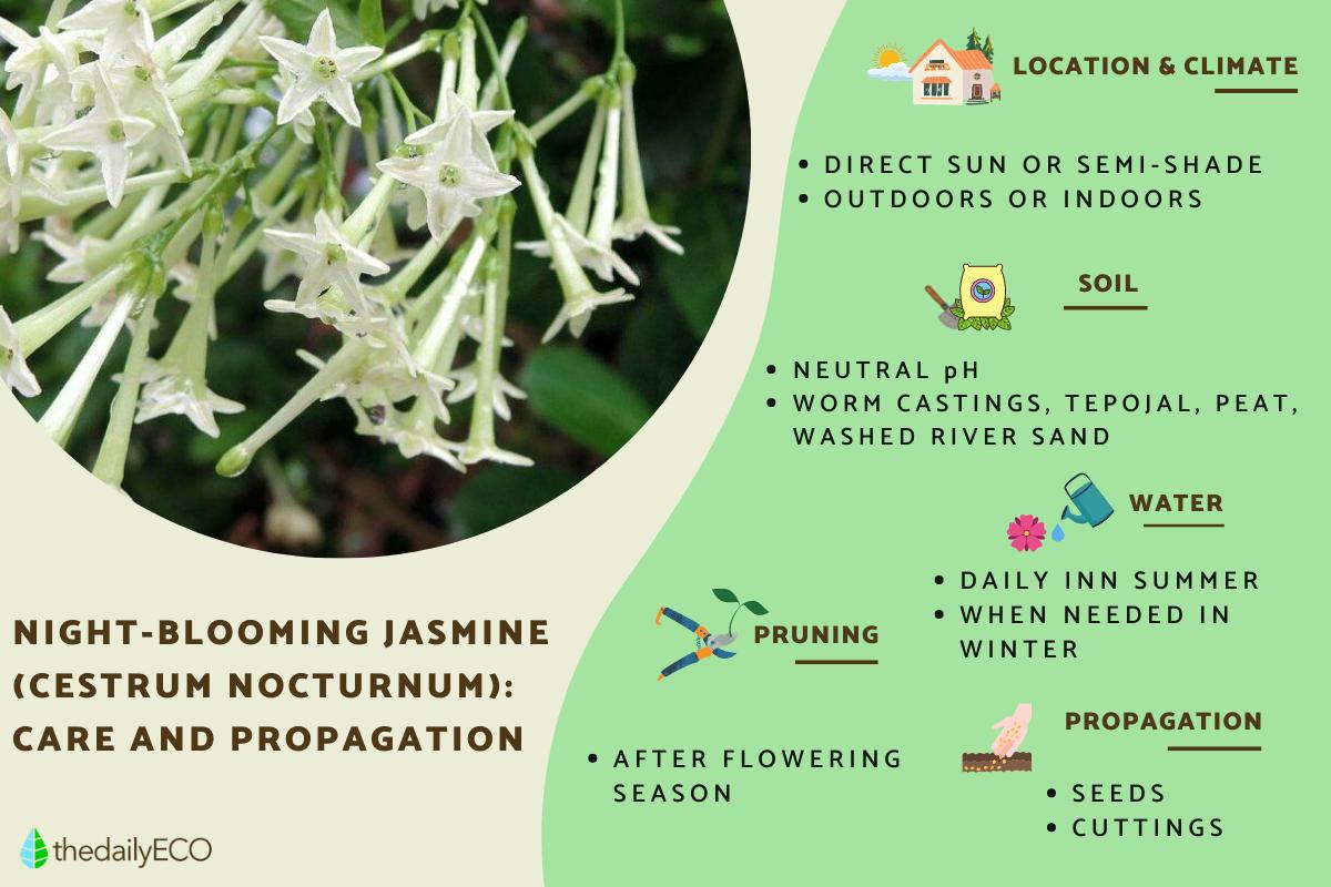 Night-Blooming Jasmine Care Guide