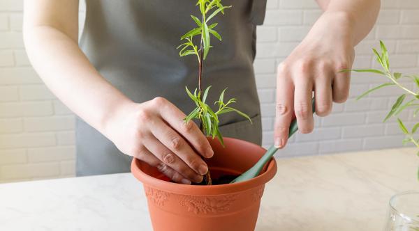 Night-Blooming Jasmine Care Guide - Planting night-blooming jasmine