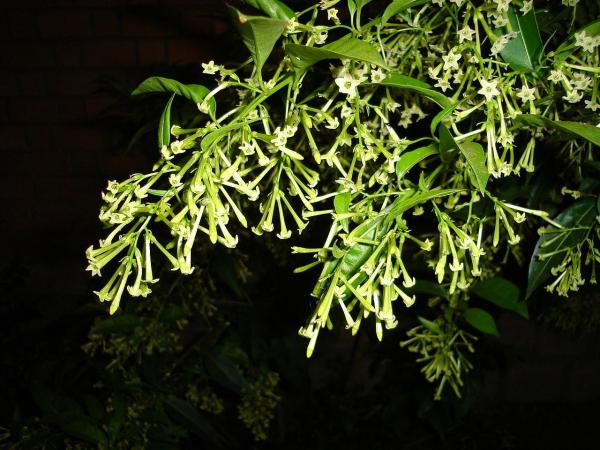 Night-Blooming Jasmine Care Guide - Pruning night-blooming jasmine