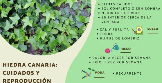 Canary Island Ivy Care and Propagation