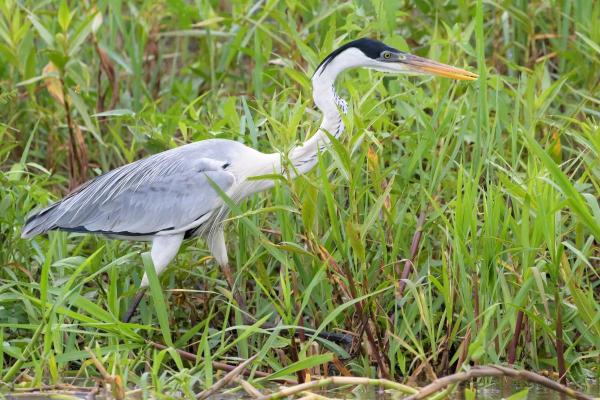 Types of Wading Birds - Cocoi heron (Ardea cocoi)
