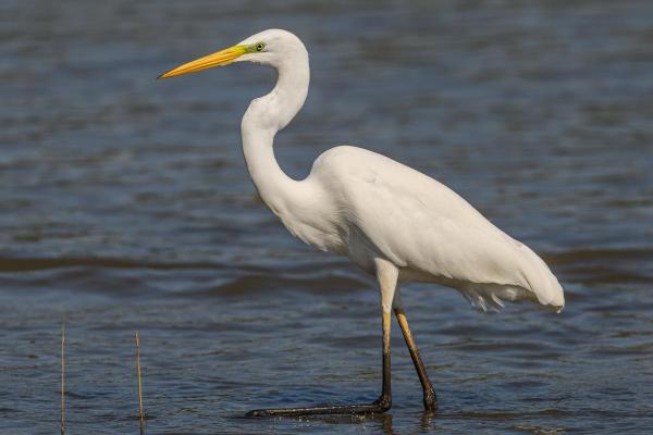 Types of Wading Birds - Great egret (Ardea alba)