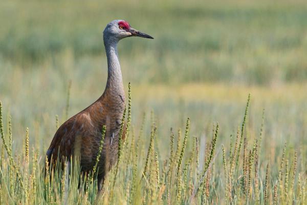 Types of Wading Birds - Sandhill crane (Antigone canadensis)