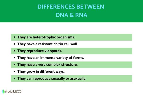 Kingdom Fungi Definition and Examples in Biology - Characteristics of the Kingdom Fungi