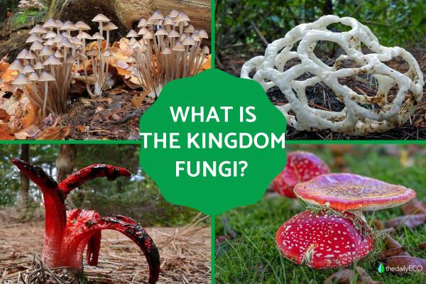 Kingdom Fungi Definition and Examples in Biology