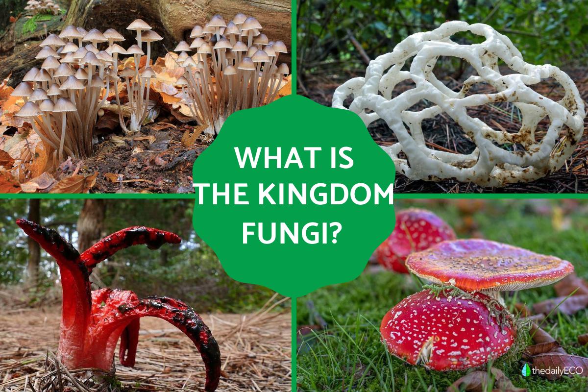 Fungi Definition And Types Of Fungi Explained With Diagram Fungi Definition And Types Of Fungi Explained With Diagram