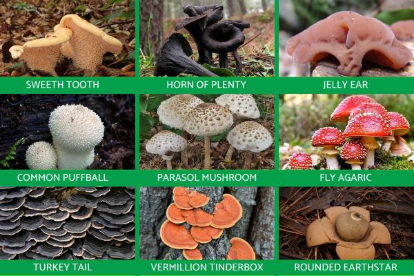 Kingdom Fungi Examples Kingdom Fungi Examples