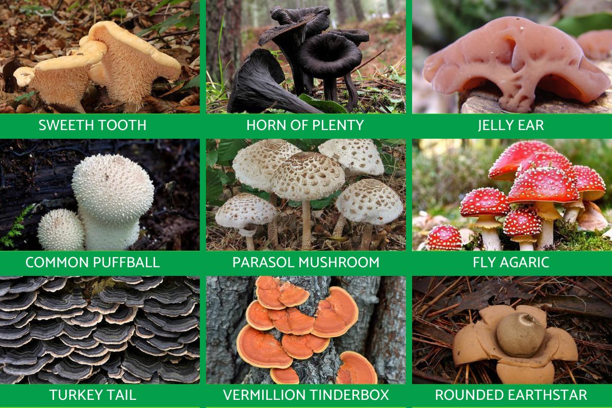 Kingdom Fungi Examples Hot Sex Picture
