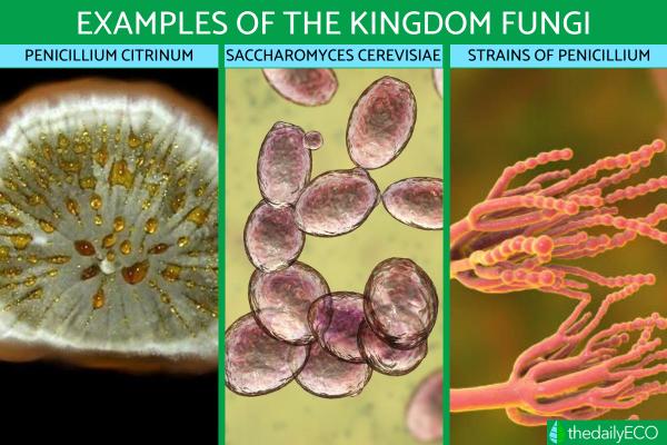 Kingdom Fungi Definition and Examples in Biology - Kingdom Fungi examples