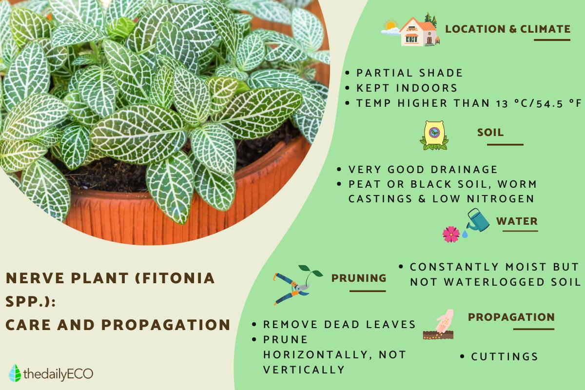 grow your own plant Grow your own Jungle Houseplant Seed Collection main image 0