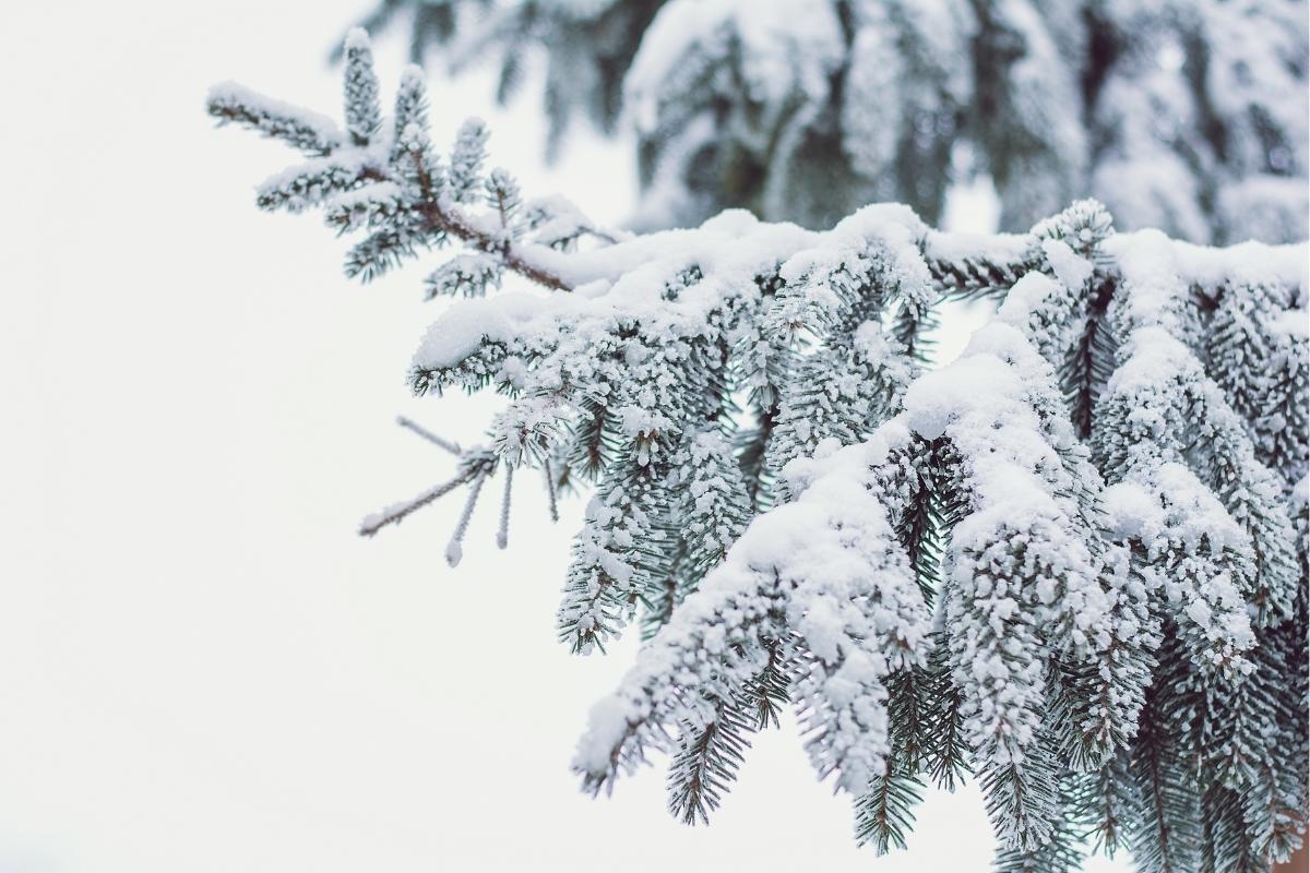 What Are Snow Pellets and How Are They Formed? Graupel Snow Formation