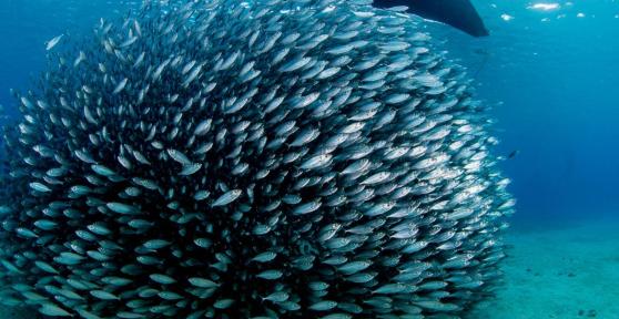 What Is Fish Shoaling?