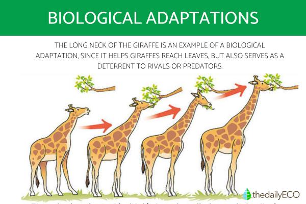 Biological Adaptation - Definition, Types and Examples