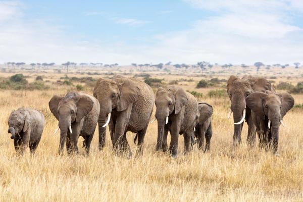 Examples of Social Animals - Elephants
