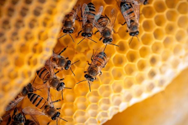 Examples of Social Animals - Hymenoptera