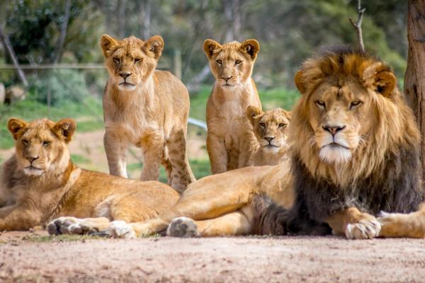 Examples of Social Animals - Lions