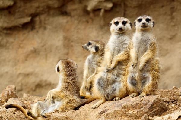 Examples of Social Animals - Meerkats