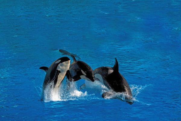 Examples of Social Animals - Orcas