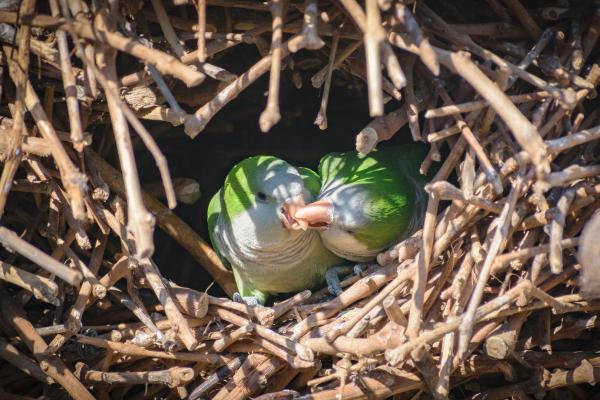 Examples of Social Animals - Parrots