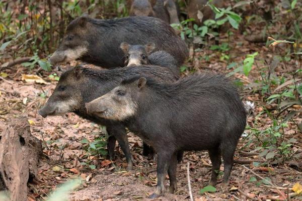 Examples of Social Animals - Peccaries