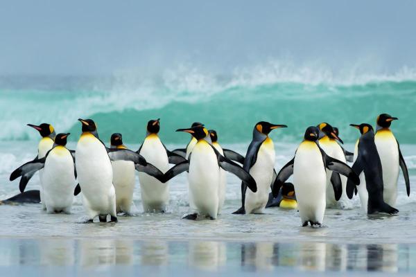 Examples of Social Animals - Penguins