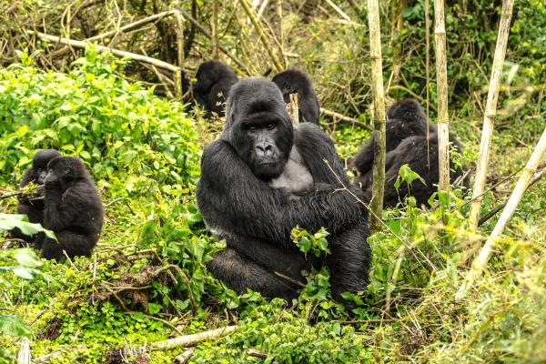 Examples of Social Animals - Primates