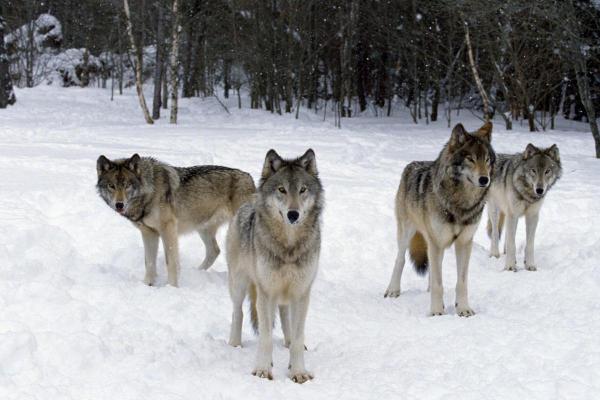 Examples of Social Animals - Wolves